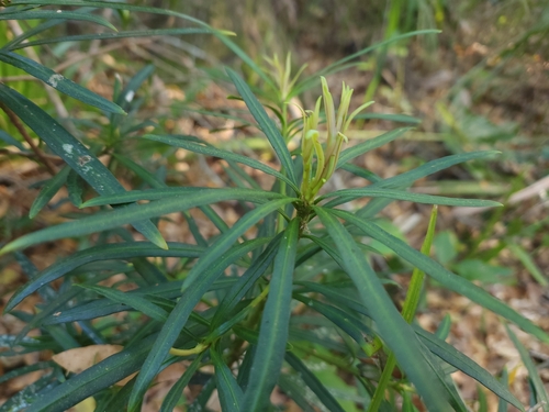 Image of Podocarpus macrophyllus by (c) Sawyer Hess, some rights reserved (CC BY)