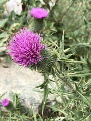 Cirsium vulgare