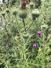 Cirsium vulgare