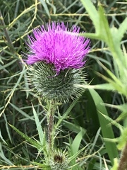 Cirsium vulgare