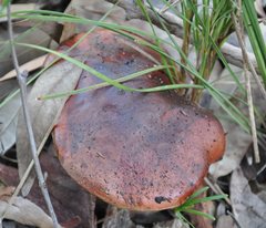 Boletus barragensis