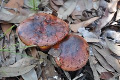 Boletus barragensis
