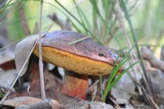 Boletus barragensis