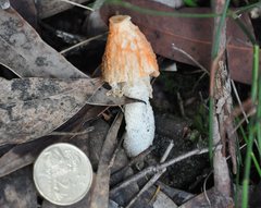 Phallus indusiatus