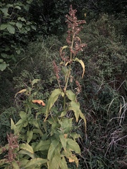 Koenigia alaskana