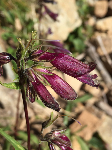 Whipple's penstemon