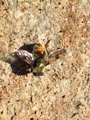 Sericomyia flagrans