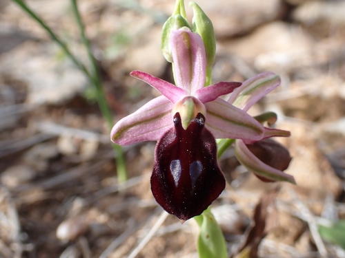 Image of Ophrys ferrum by (c) Elias, some rights reserved (CC BY)