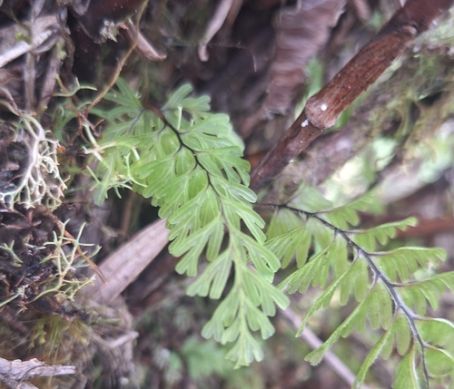 Hymenophyllum cuneatum observed 2025-03-26