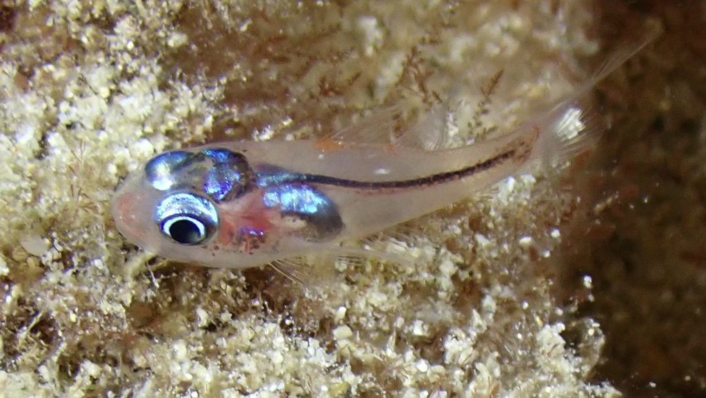 Cryptic Cardinalfish