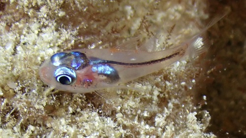 Cryptic cardinalfish (Apogon erythrinus) — Apogonidae — 3