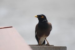 Acridotheres tristis