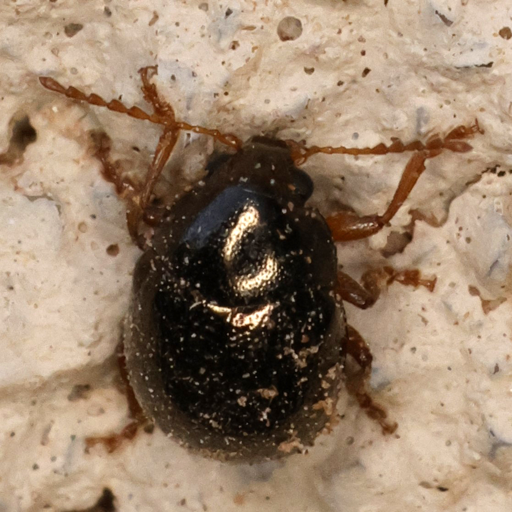 Brassy Ball Leaf Beetle