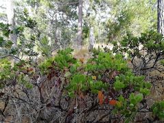 Arctostaphylos hookeri hookeri