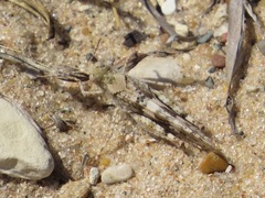 Trimerotropis huroniana