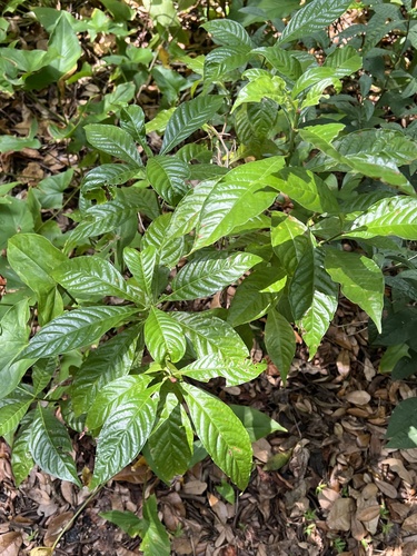 Psychotria nervosa