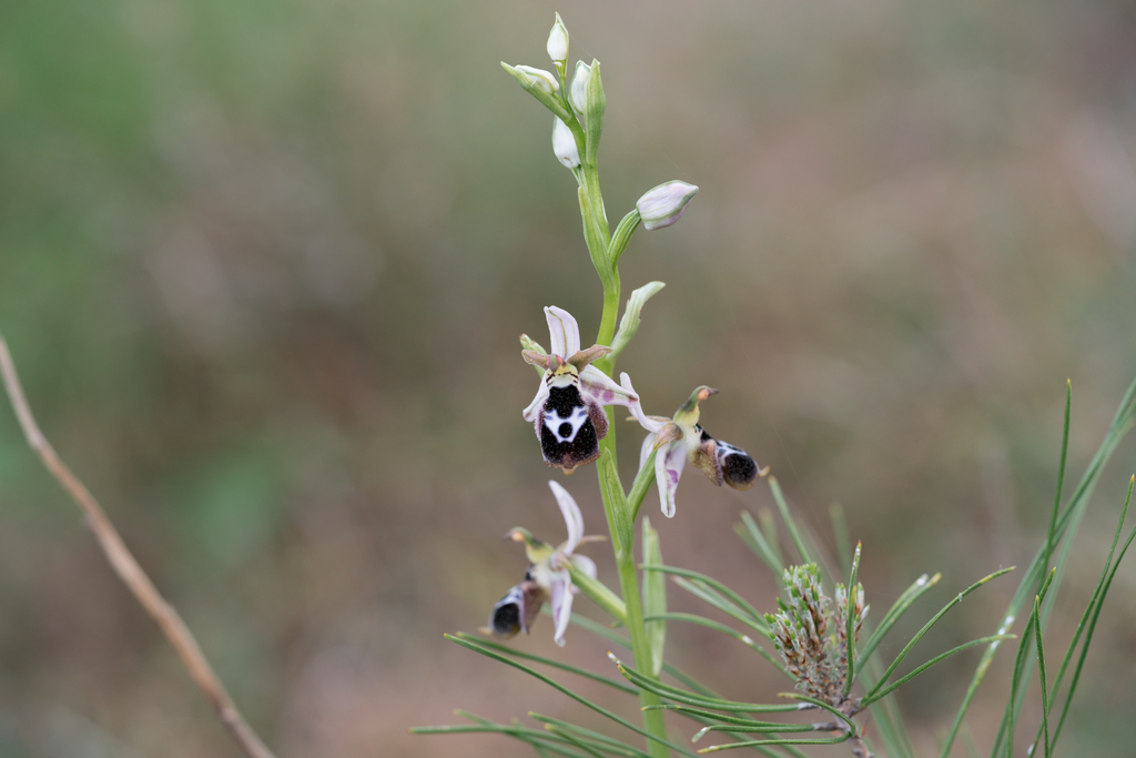 Ophrys reinholdii