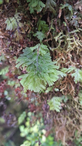Hymenophyllum cuneatum observed 2025-03-26