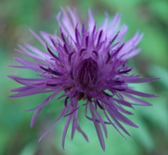 Centaurea