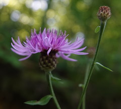 Centaurea