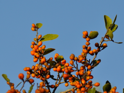 Maytenus cassineformis (Maytenus cassineformis)