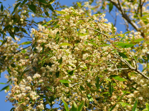 Image of Blepharocalyx salicifolius by (c) vinicius_s_domingues, some rights reserved (CC BY)