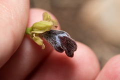 Orchid (Ophrys apollonae)