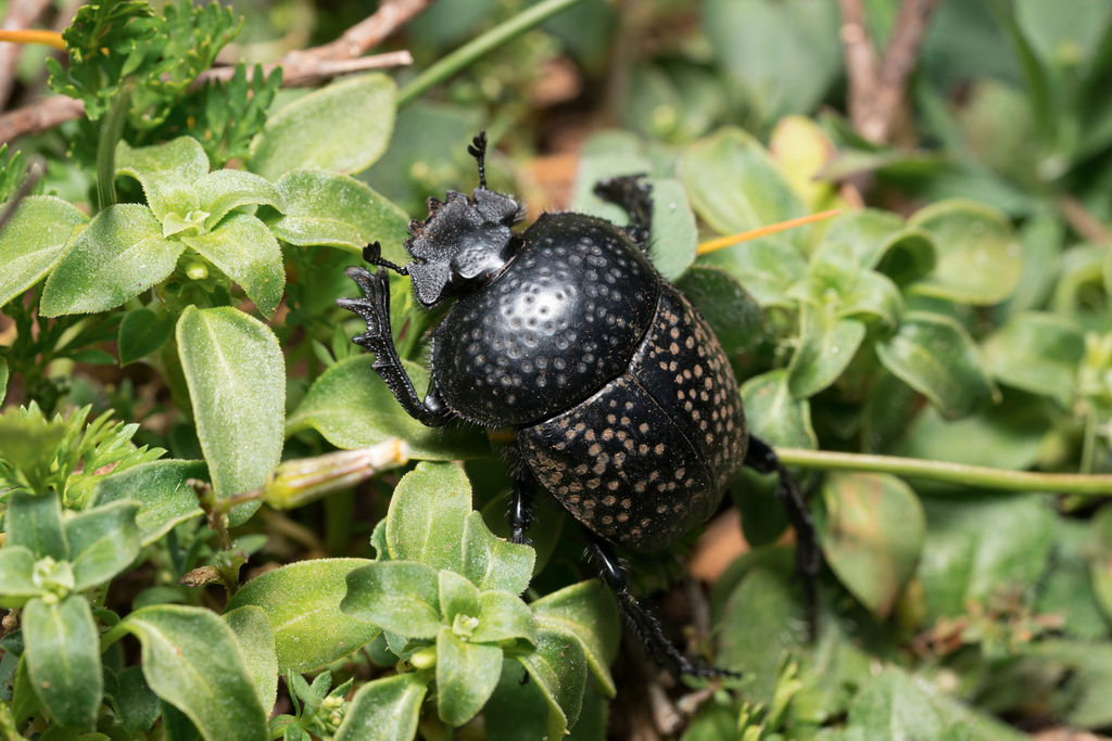 Scarabaeus variolosus