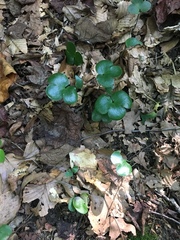 Hepatica americana
