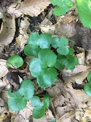 Hepatica americana
