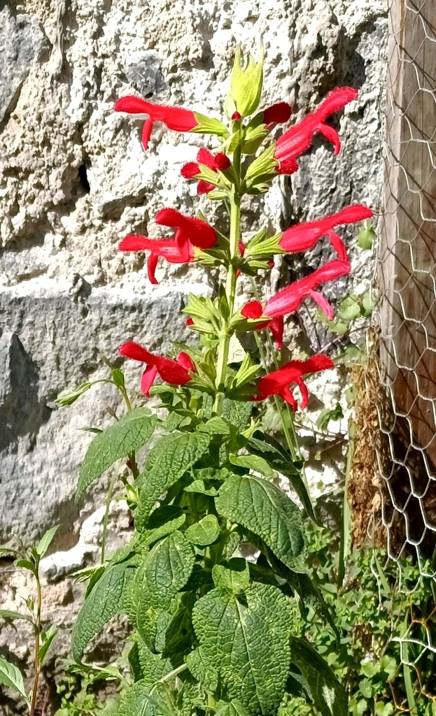 Cardinal Sage from 01800 Ciudad de México, CDMX, México on March 23 ...