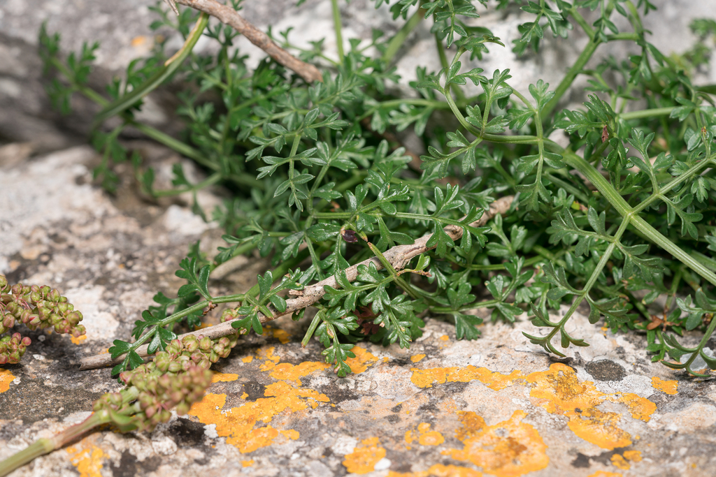 Many-flowered Cumin
