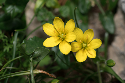 Long-stalked Star-of-Bethlehem (Gagea peduncularis)