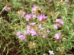 Thymus pallasianus