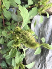 Amaranthus retroflexus