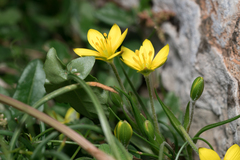(c) Eleftherios Katsillis, some rights reserved (CC BY) Gagea peduncularis, photograph (c) Eleftherios Katsillis, some rights reserved (CC BY)