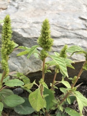 Amaranthus retroflexus