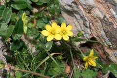 (c) Eleftherios Katsillis, some rights reserved (CC BY) Gagea peduncularis, photograph (c) Eleftherios Katsillis, some rights reserved (CC BY)