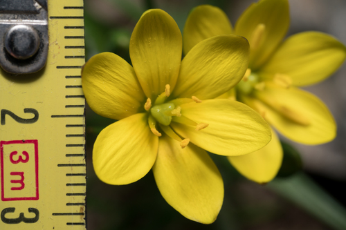 Gagea peduncularis, photograph 4