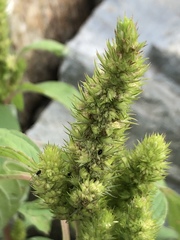 Amaranthus retroflexus