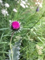 Carduus defloratus