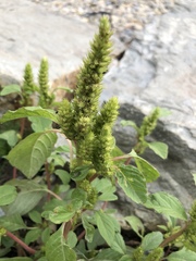 Amaranthus retroflexus