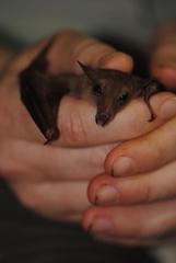 Macroglossus minimus