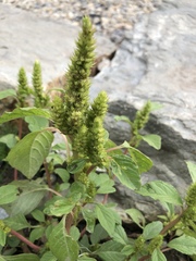 Amaranthus retroflexus