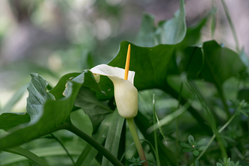 Cretan arum (Arum creticum)