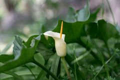 Arum creticum