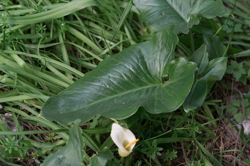 Arum creticum, photograph 3