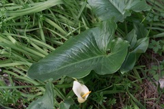 (c) Eleftherios Katsillis, some rights reserved (CC BY) Arum creticum, photograph (c) Eleftherios Katsillis, some rights reserved (CC BY)