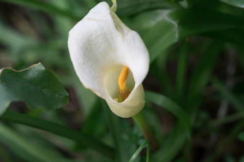 Arum creticum, photograph 4