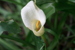 (c) Eleftherios Katsillis, some rights reserved (CC BY) Arum creticum, photograph (c) Eleftherios Katsillis, some rights reserved (CC BY)